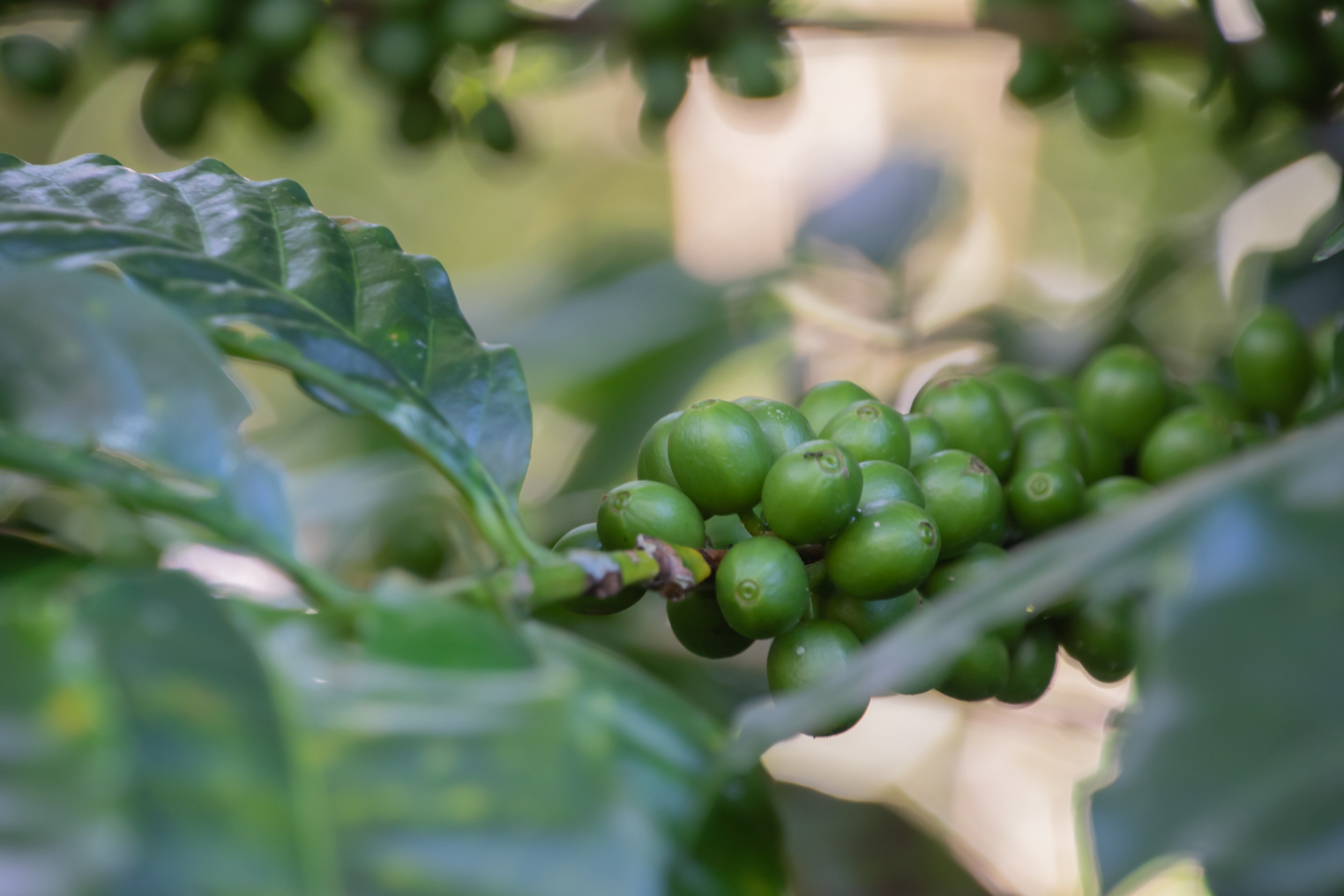 Featured image for “5 Reasons Why Costa Rican Coffee Is the Best”